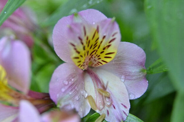 Close-up of wet purple flower