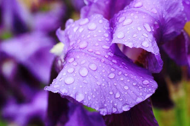 Close-up of wet purple flower