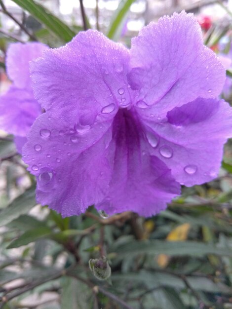 Close-up of wet purple flower