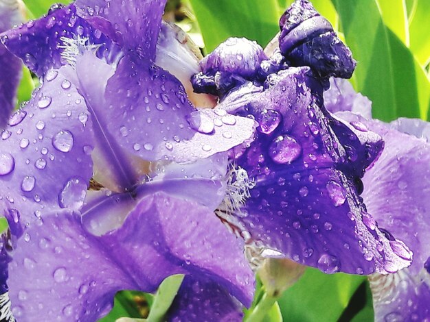 Close-up of wet purple flower