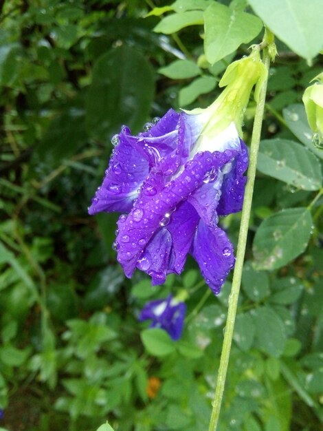 Close-up of wet purple flower