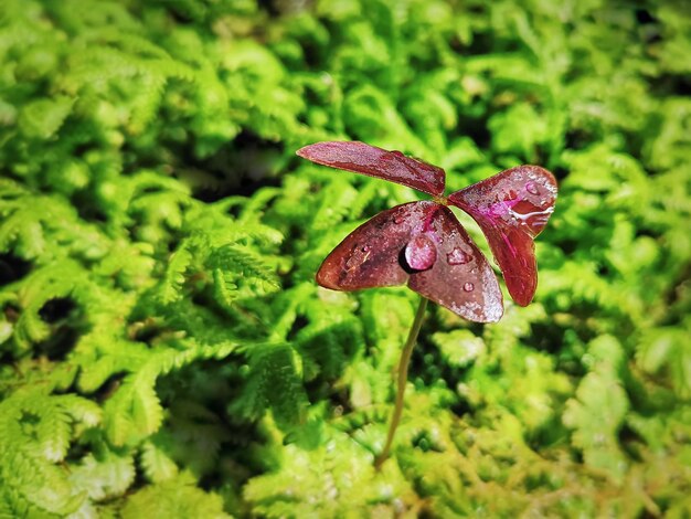 Foto close-up di un fiore viola bagnato