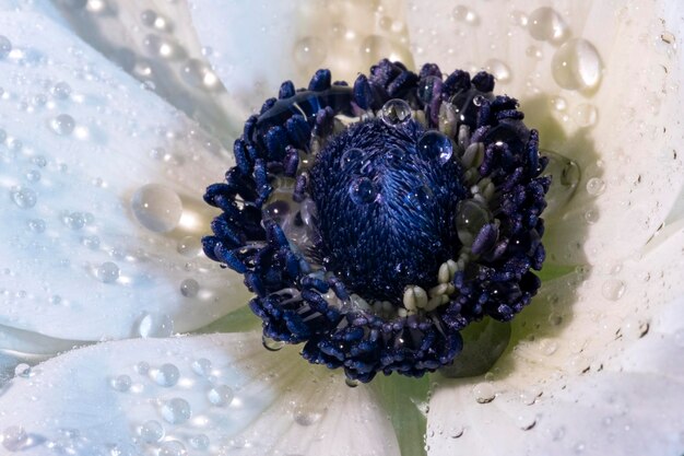 Close-up of wet purple flower