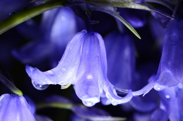 Foto close-up di un fiore viola bagnato