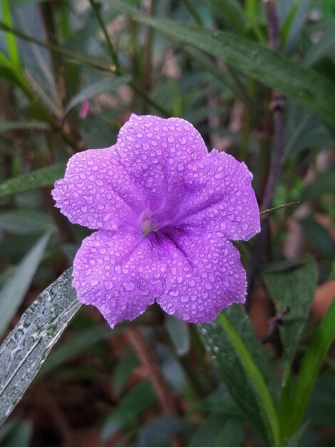 Foto close-up di un fiore viola bagnato