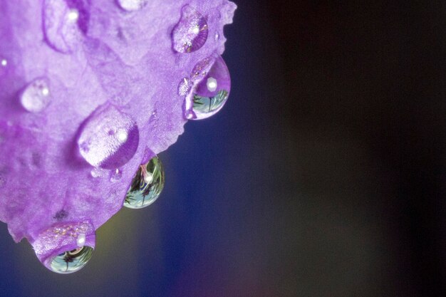 Close-up of wet purple flower