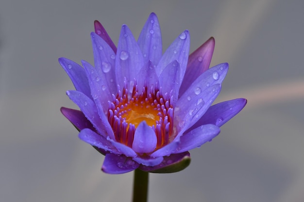 Photo close-up of wet purple flower