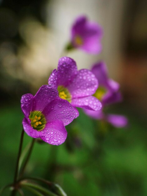 Foto close-up di un fiore viola bagnato