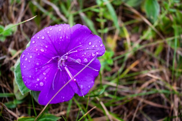 Close-up of wet purple flowering plant on field