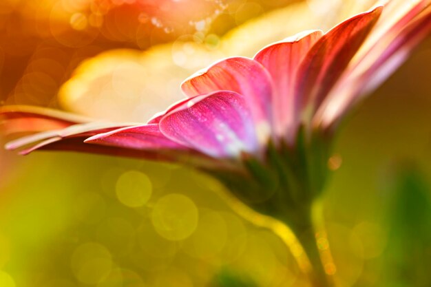 Foto close-up di una pianta con fiori viola umida