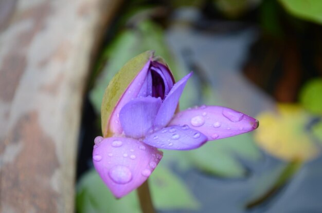 Foto close-up di una pianta a fiori viola umida