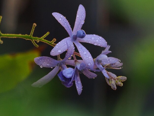 Foto close-up di una pianta a fiori viola umida