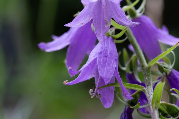 Close-up of wet purple flowering plant