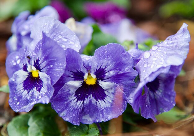 Photo close-up of wet purple flowering plants