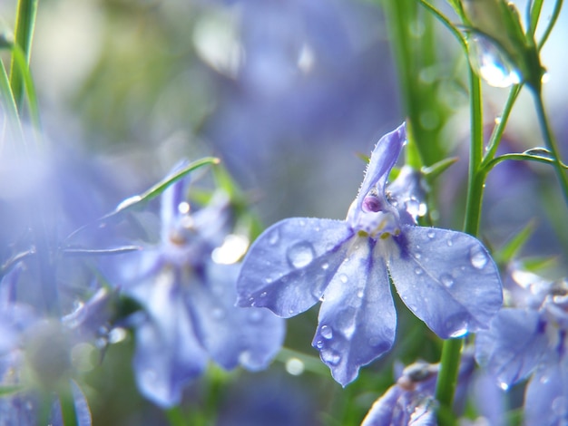 Photo close-up of wet purple flowering plants