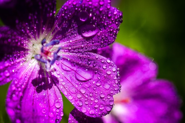 Foto close-up di fiori viola bagnati in fiore nel parco