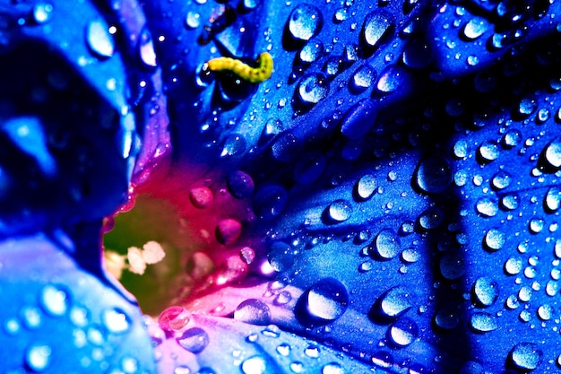 Photo close-up of wet purple flowers