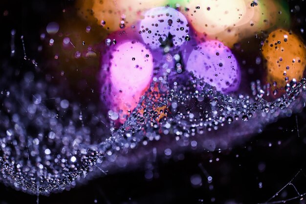 Photo close-up of wet purple flowers