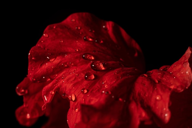 Photo close-up of wet red flower against black background