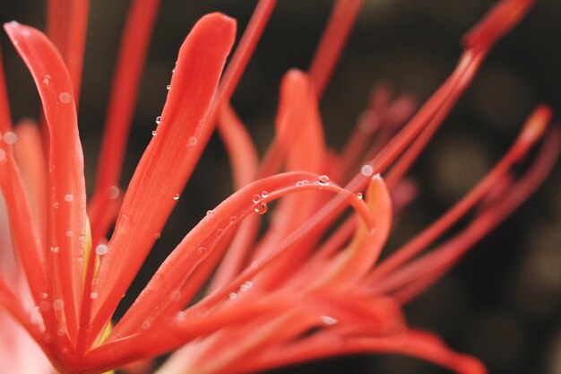Foto close-up di un fiore rosso bagnato che fiorisce all'aperto