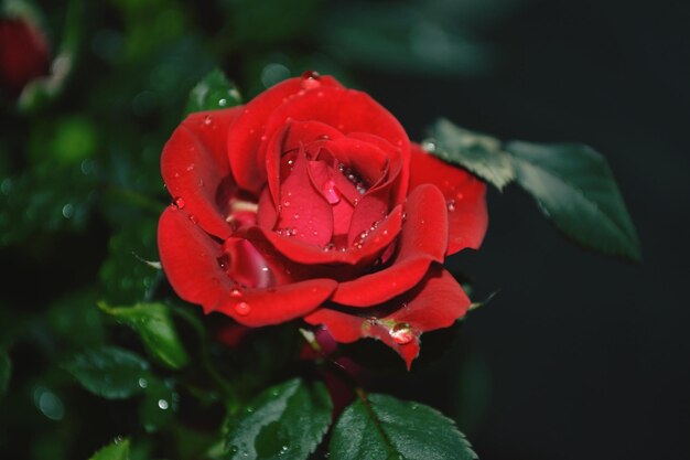 Close-up of wet red flower blooming outdoors