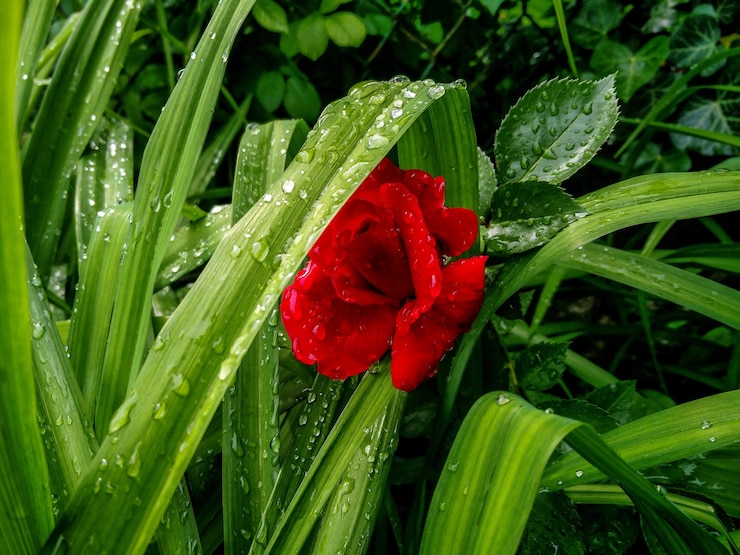Photo close-up of wet red flower blooming outdoors