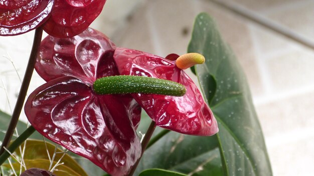Foto close-up di un fiore rosso bagnato