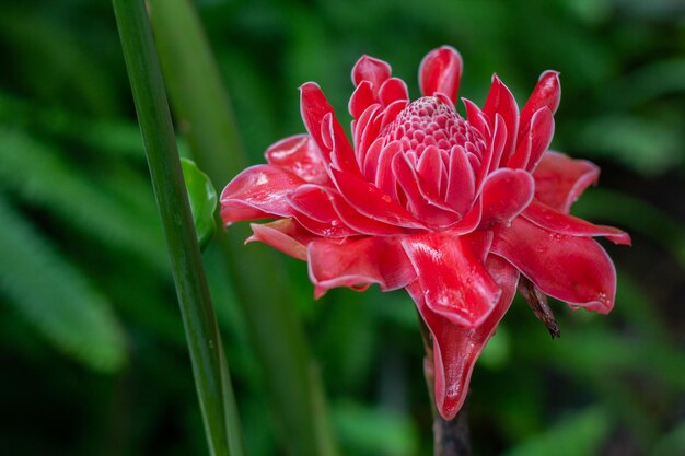 Close-up of wet red flower