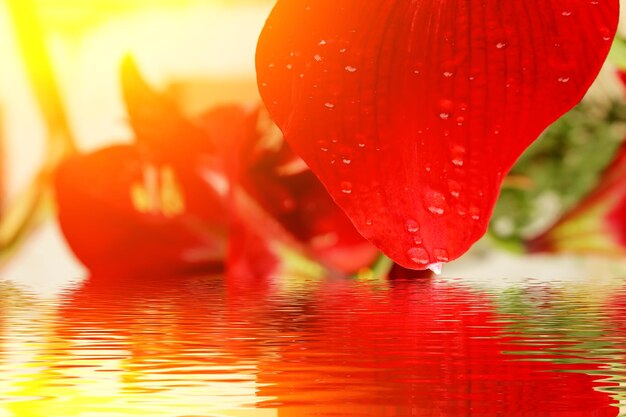 Photo close-up of wet red flower