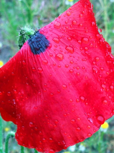 Close-up of wet red flower