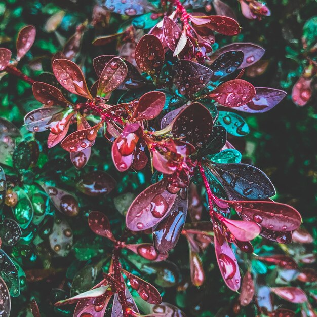 Foto close-up di una pianta a fiori rossi umida