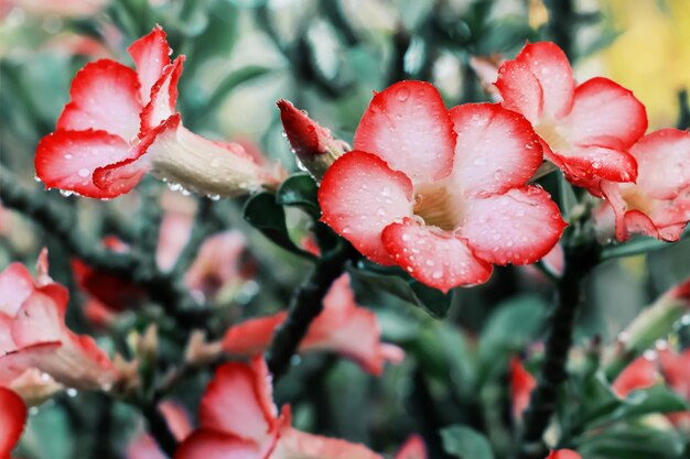 Photo close-up of wet red flowering plant