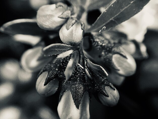 Photo close-up of wet red flowering plant