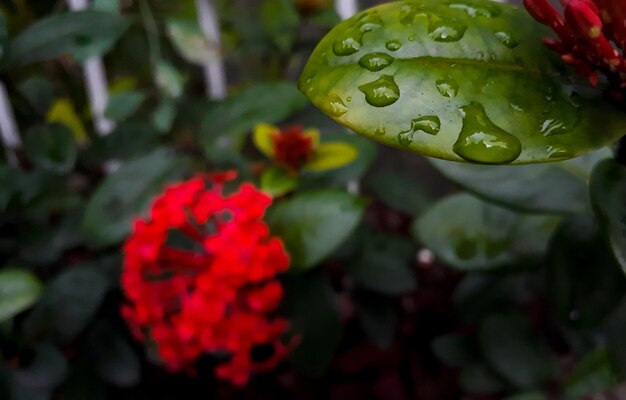 Photo close-up of wet red flowering plant