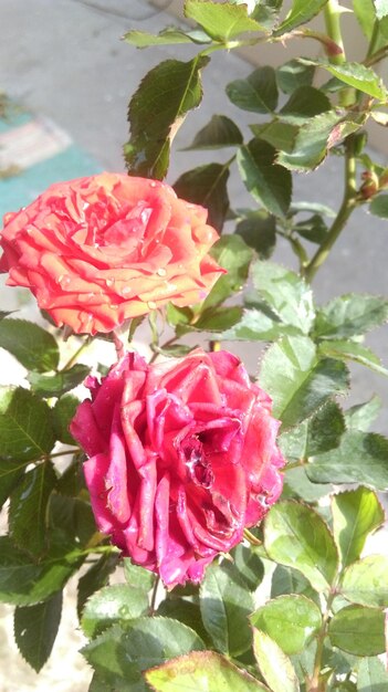 Close-up of wet red flowers