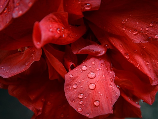 close-up of wet red flowers