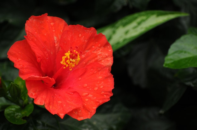 Close-up of wet red hibiscus flower