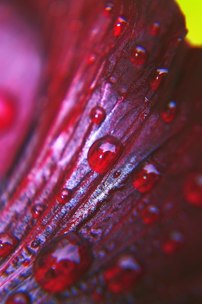 Photo close-up of wet red leaf