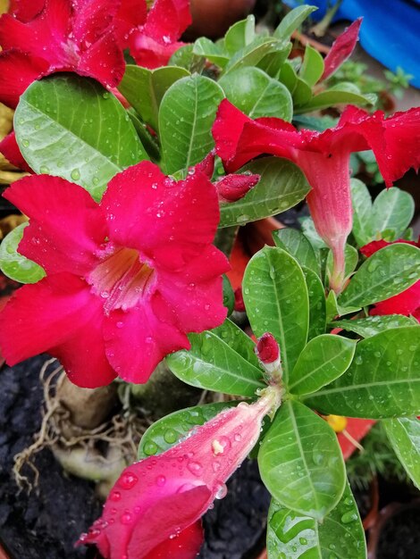 Close-up of wet red leaves on plant during rainy season