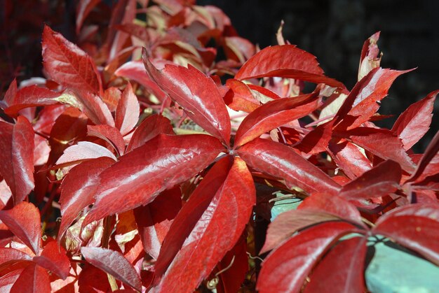 Foto close-up di foglie rosse bagnate