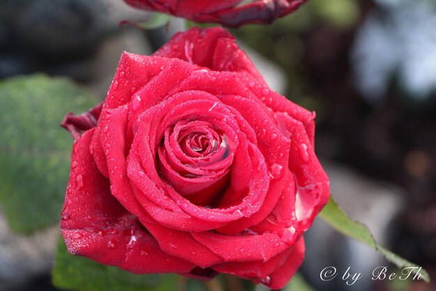 Close-up of wet red rose blooming outdoors