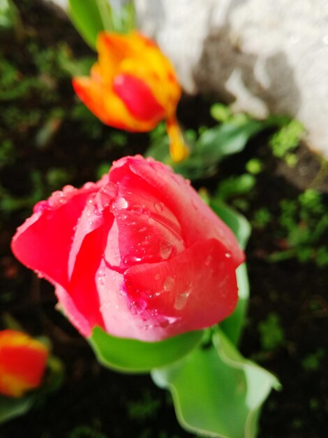 Close-up of wet red rose blooming outdoors