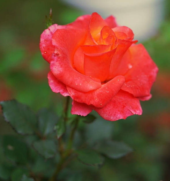 Close-up of wet red rose blooming outdoors