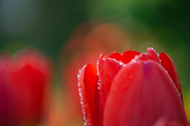 Photo close-up of wet red rose flower