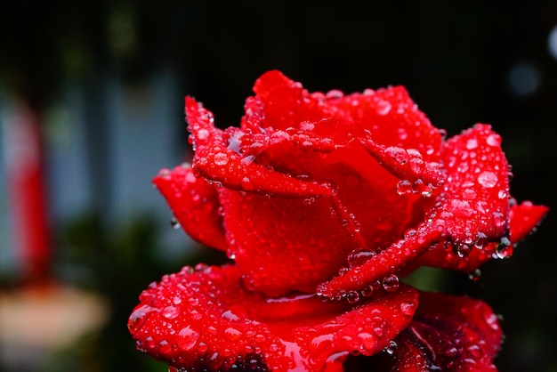 close-up of wet red rose flower