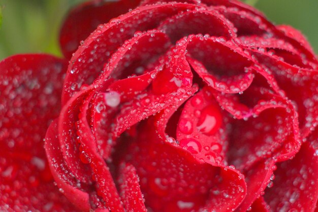 Close-up of wet red rose flower