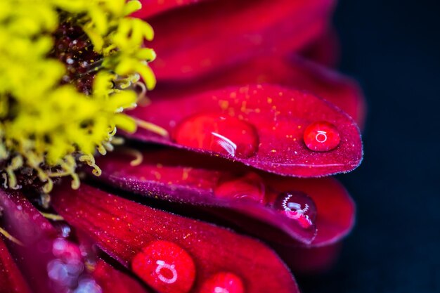 Close-up of wet red rose flower