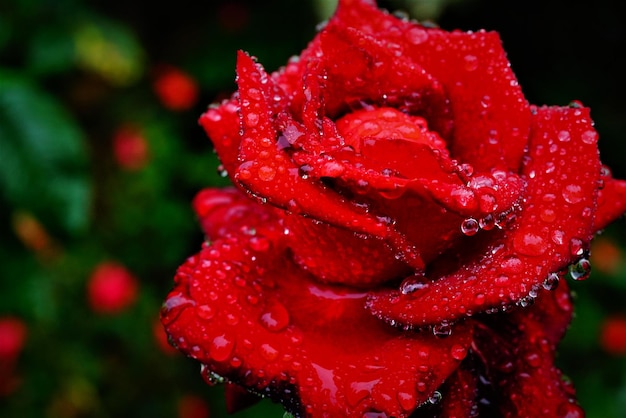 close-up of wet red rose in rainy season