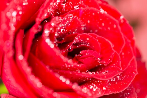 Close-up of wet red rose