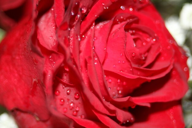 Close-up of wet red rose